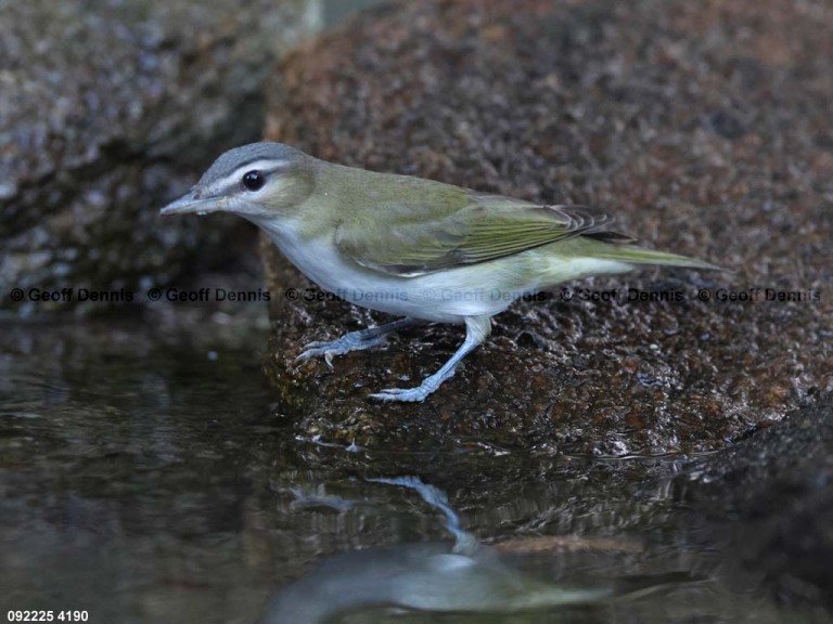 REVI-DR_Red-eyed-Vireo