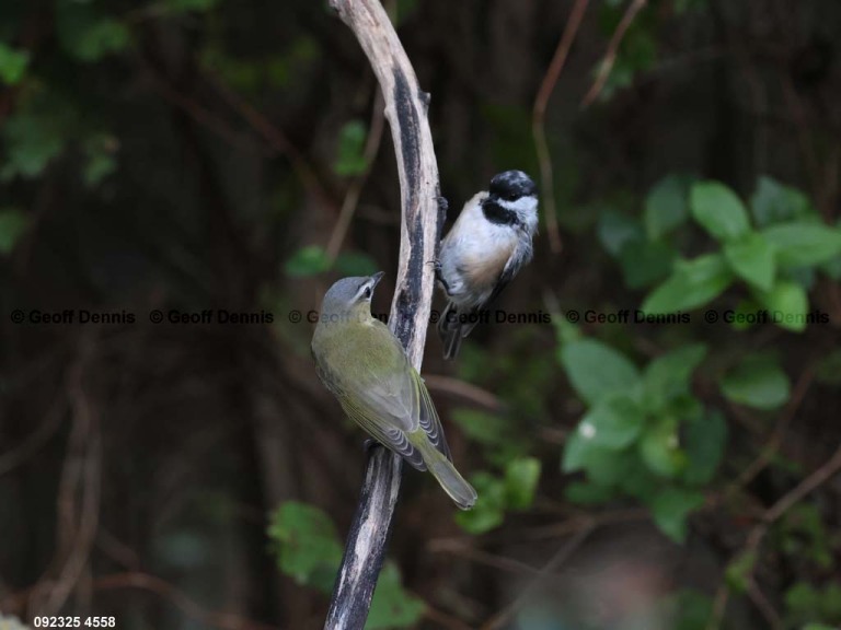 REVI-DS_Red-eyed-Vireo