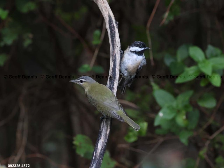 REVI-DT_Red-eyed-Vireo