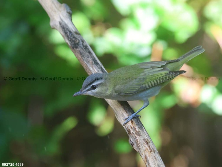 REVI-DU_Red-eyed-Vireo
