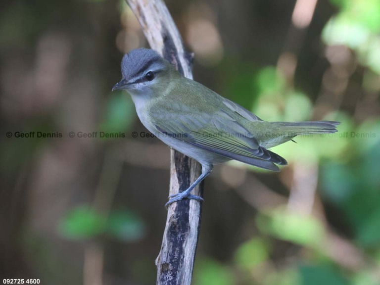 REVI-DV_Red-eyed-Vireo