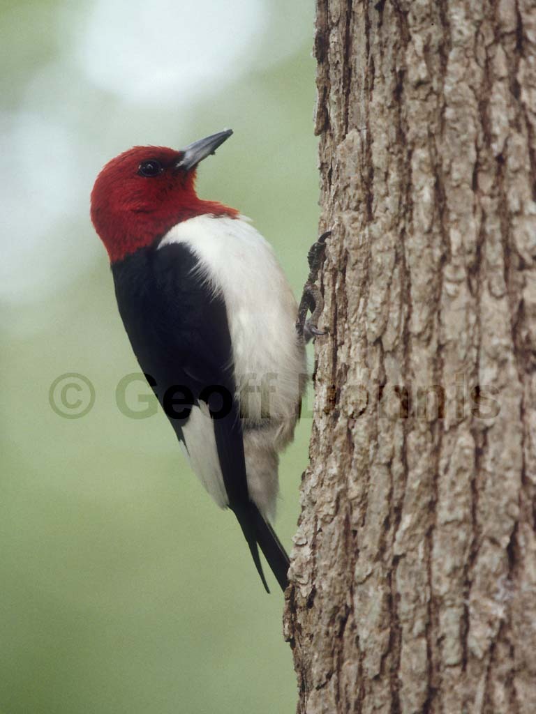 RHWO-AA_Red-headed-Woodpecker