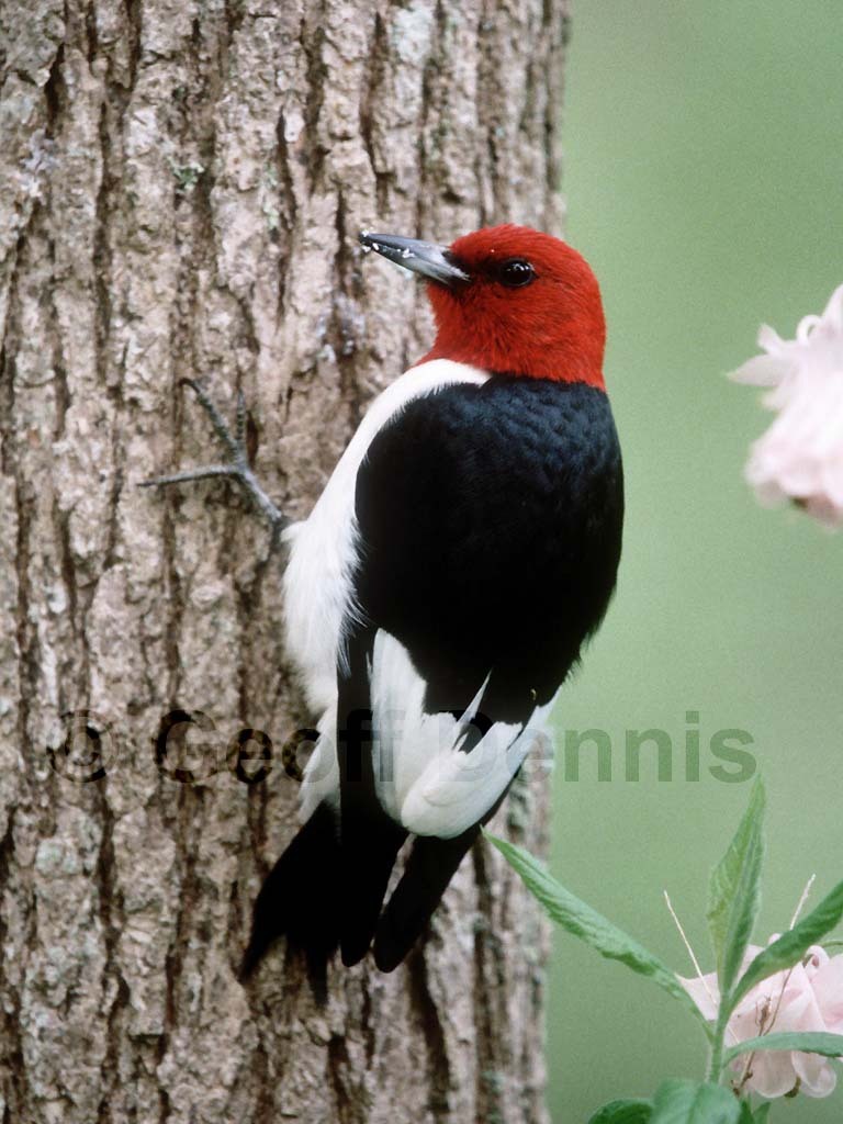 RHWO-AB_Red-headed-Woodpecker