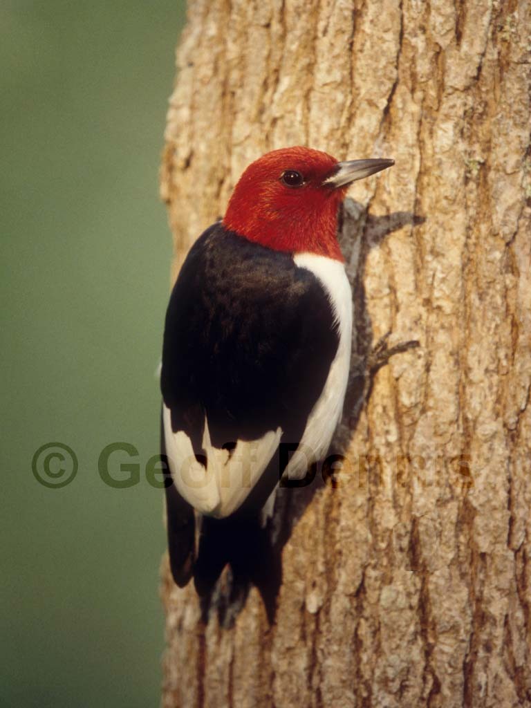 RHWO-AC_Red-headed-Woodpecker
