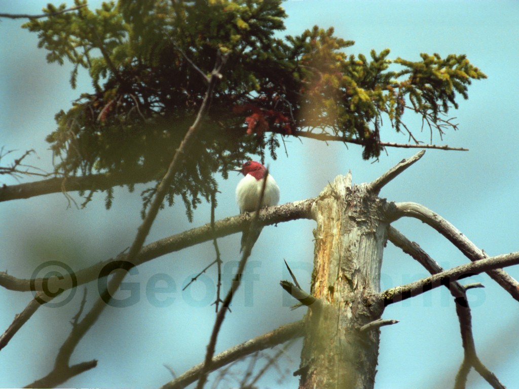 RHWO-AD_Red-headed-Woodpecker