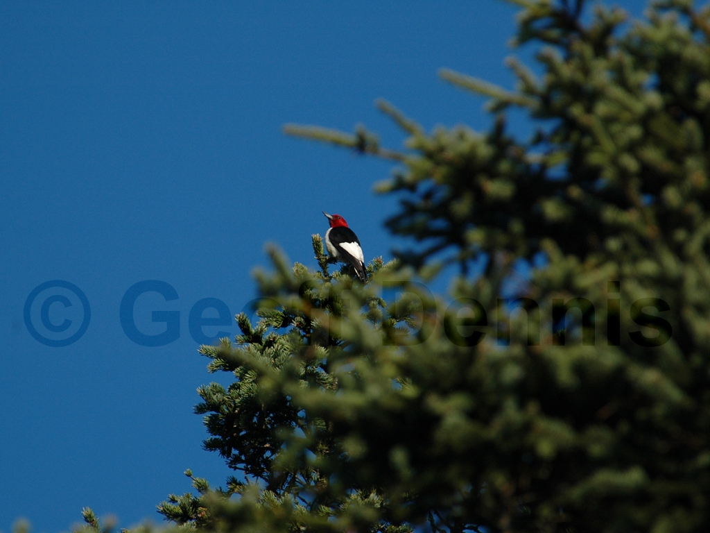 RHWO-AE_Red-headed-Woodpecker