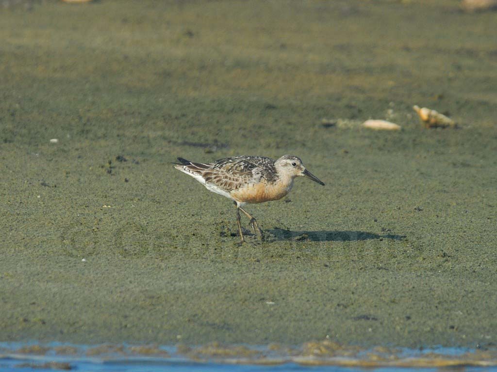 REKN-AA_Red-Knot