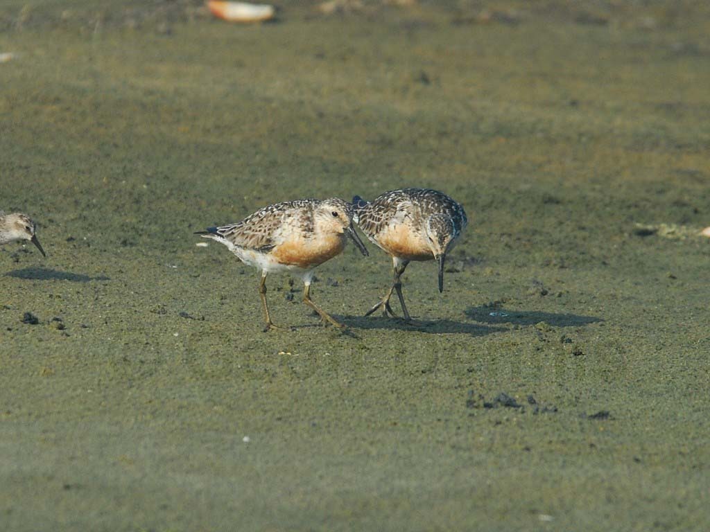 REKN-AB_Red-Knot