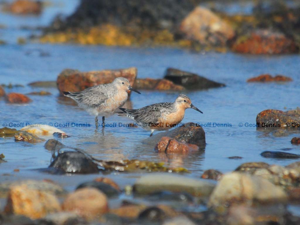 REKN-AC_Red-Knot