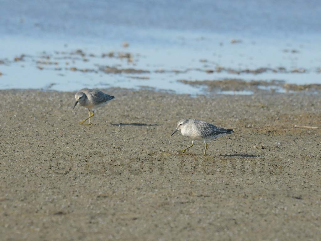 REKN-AD_Red-Knot