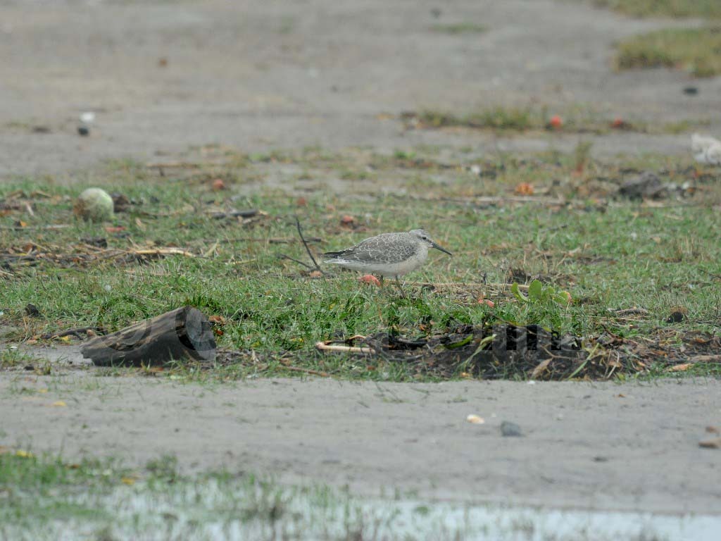 REKN-AE_Red-Knot