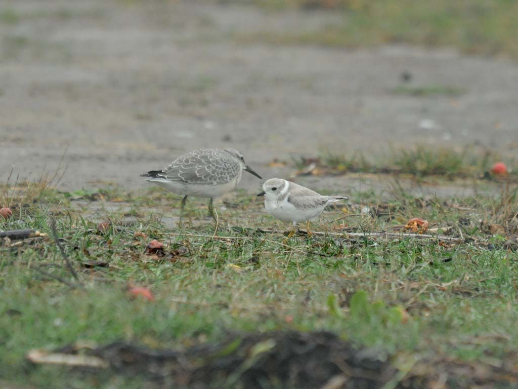 REKN-AF_Red-Knot