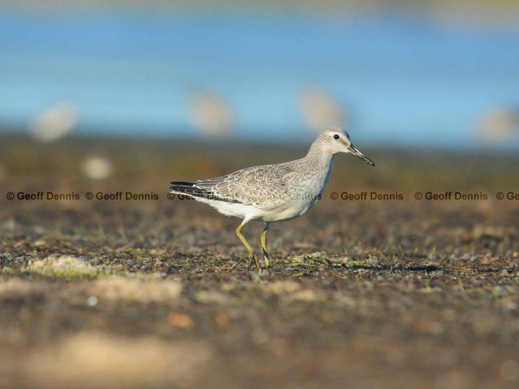 REKN-AG_Red-Knot