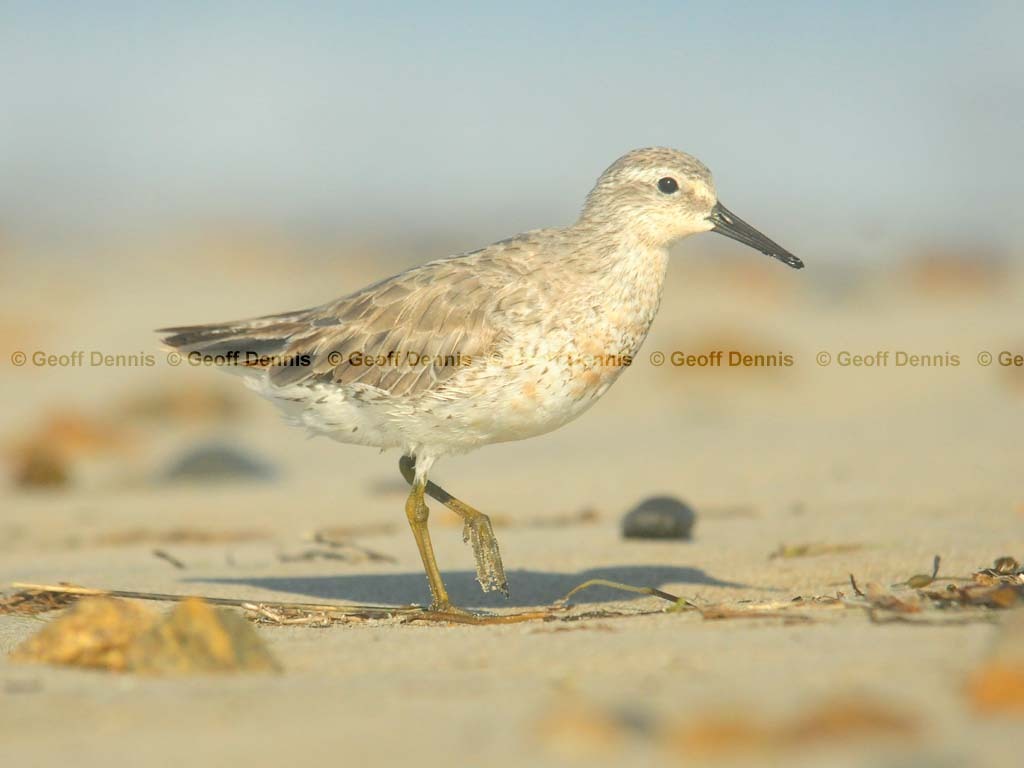 REKN-AH_Red-Knot