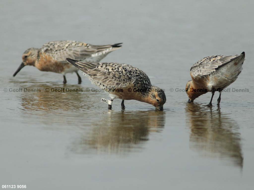 REKN-AI_Red-Knot