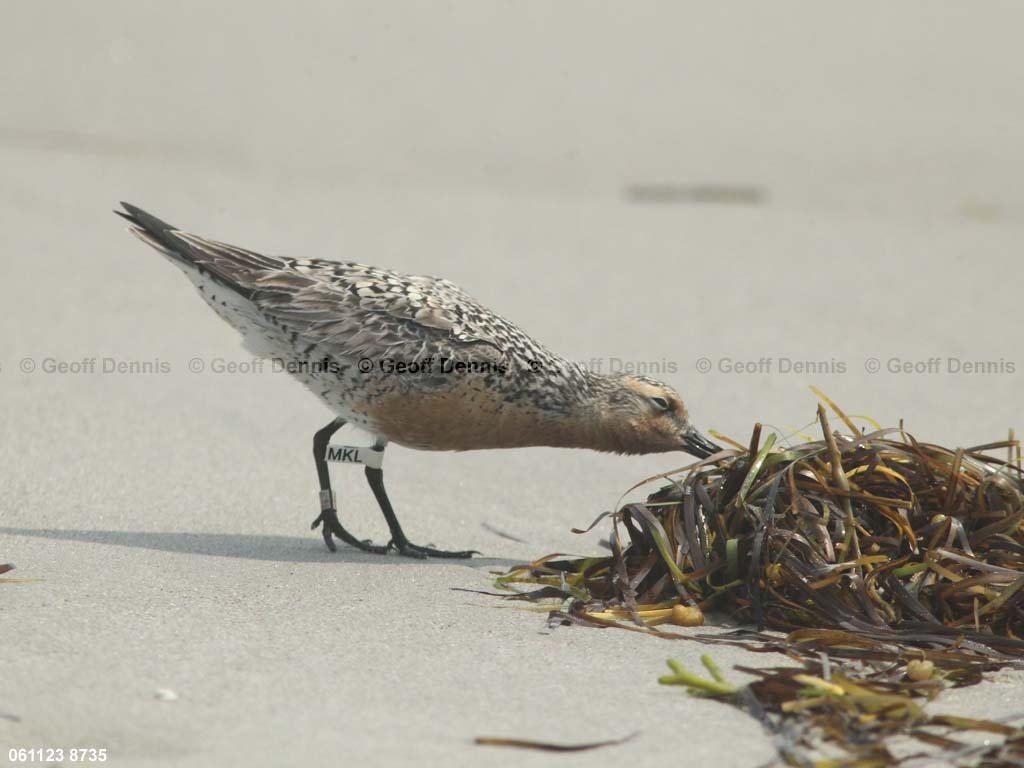 REKN-AJ_Red-Knot