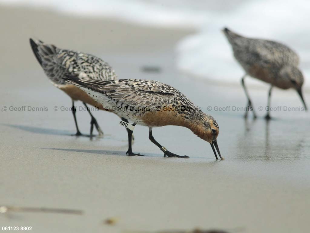 REKN-AK_Red-Knot