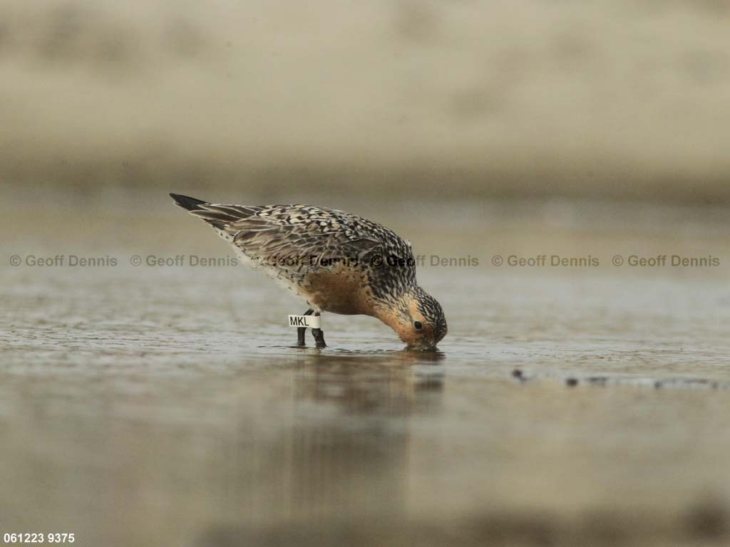 REKN-AL_Red-Knot