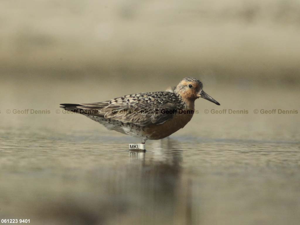 REKN-AM_Red-Knot