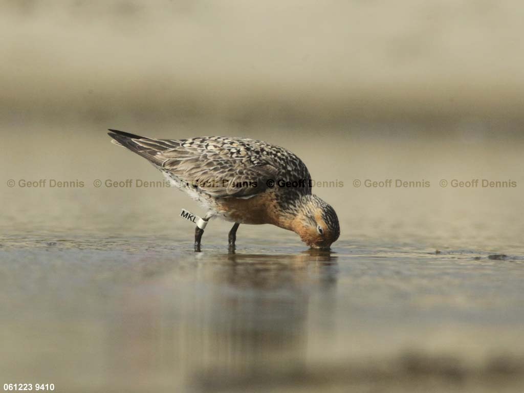REKN-AN_Red-Knot