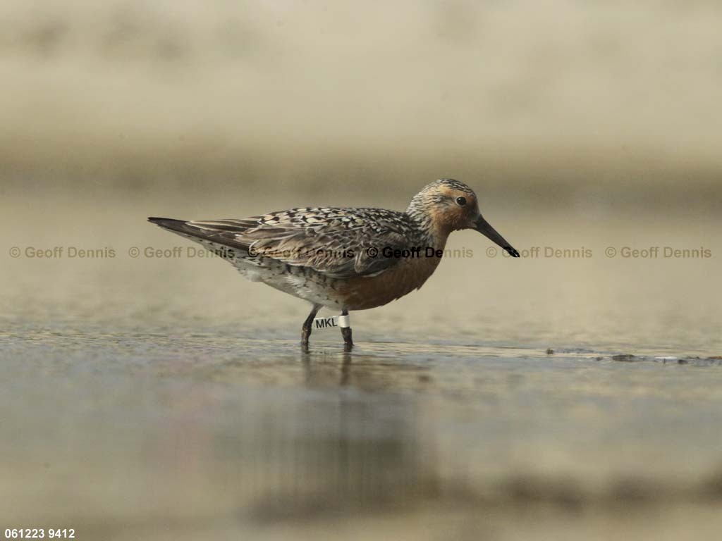 REKN-AO_Red-Knot