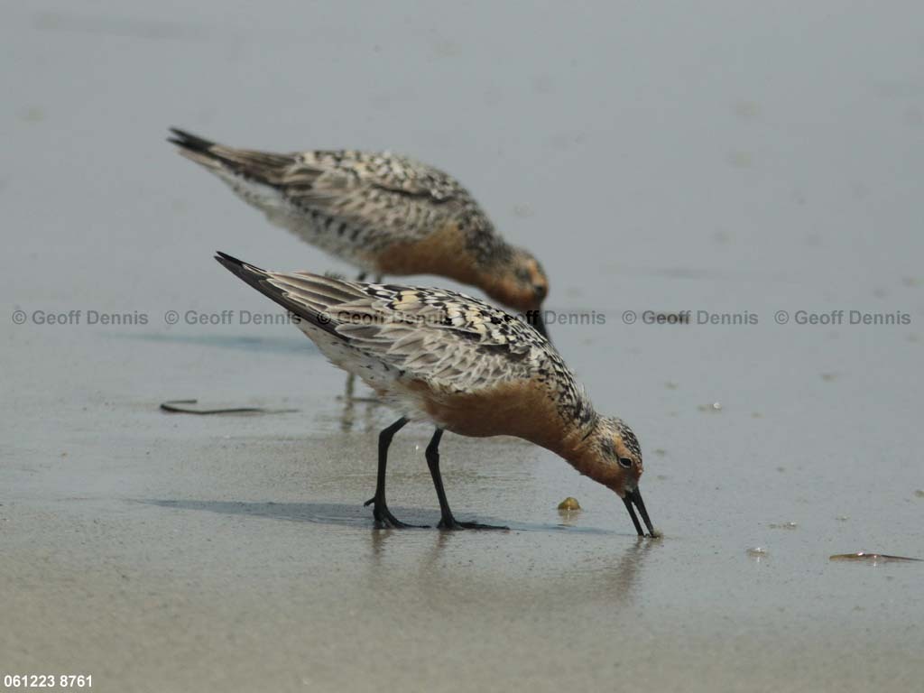 REKN-AP_Red-Knot