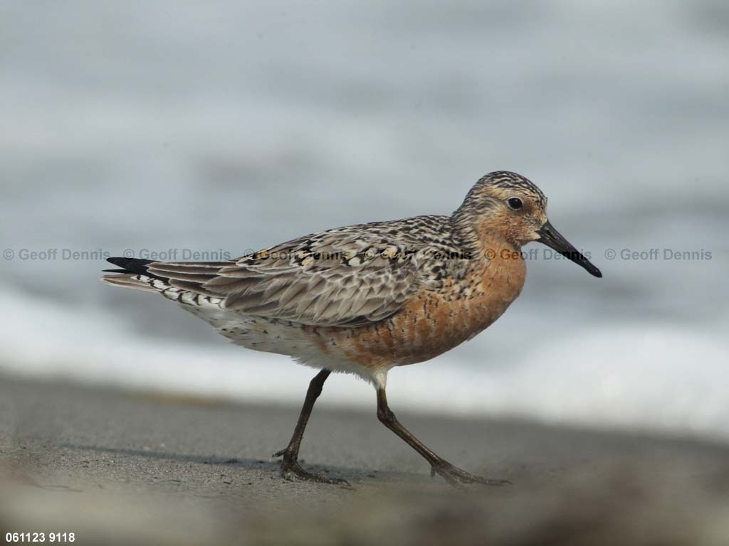 REKN-AQ_Red-Knot