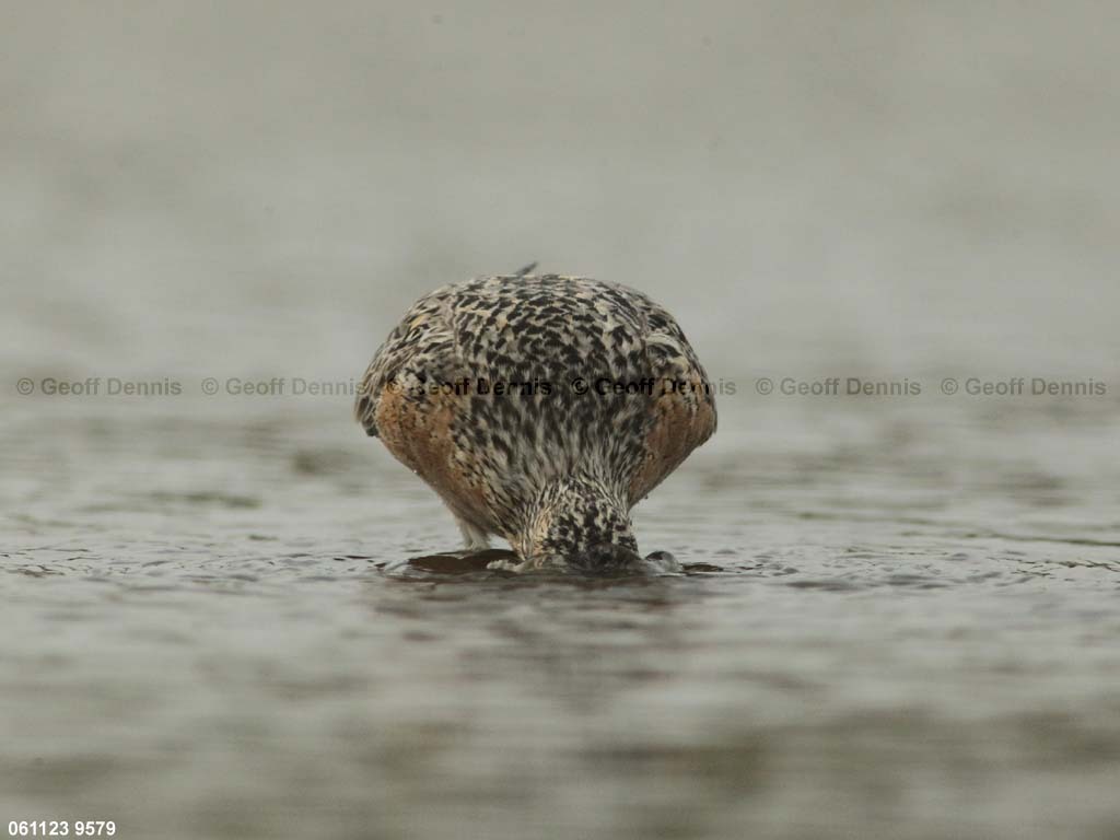 REKN-AS_Red-Knot