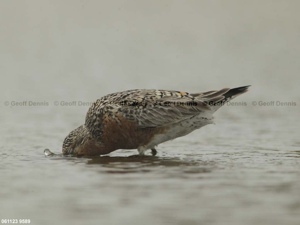 REKN-AT_Red-Knot