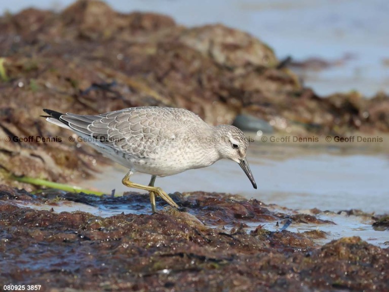 REKN-AU_Red-Knot