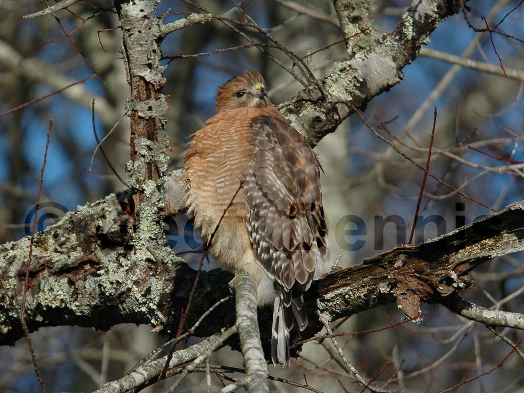 RSHA-AA_Red-shouldered-Hawk