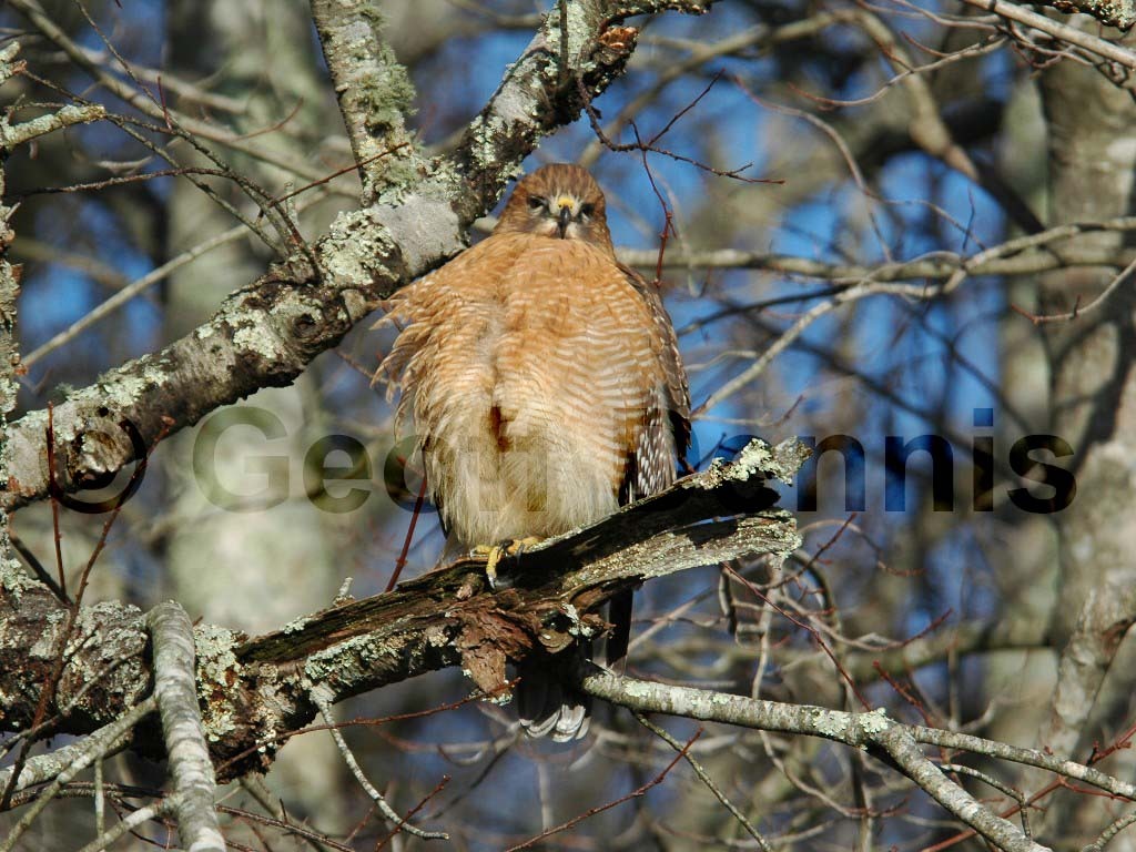 RSHA-AB_Red-shouldered-Hawk