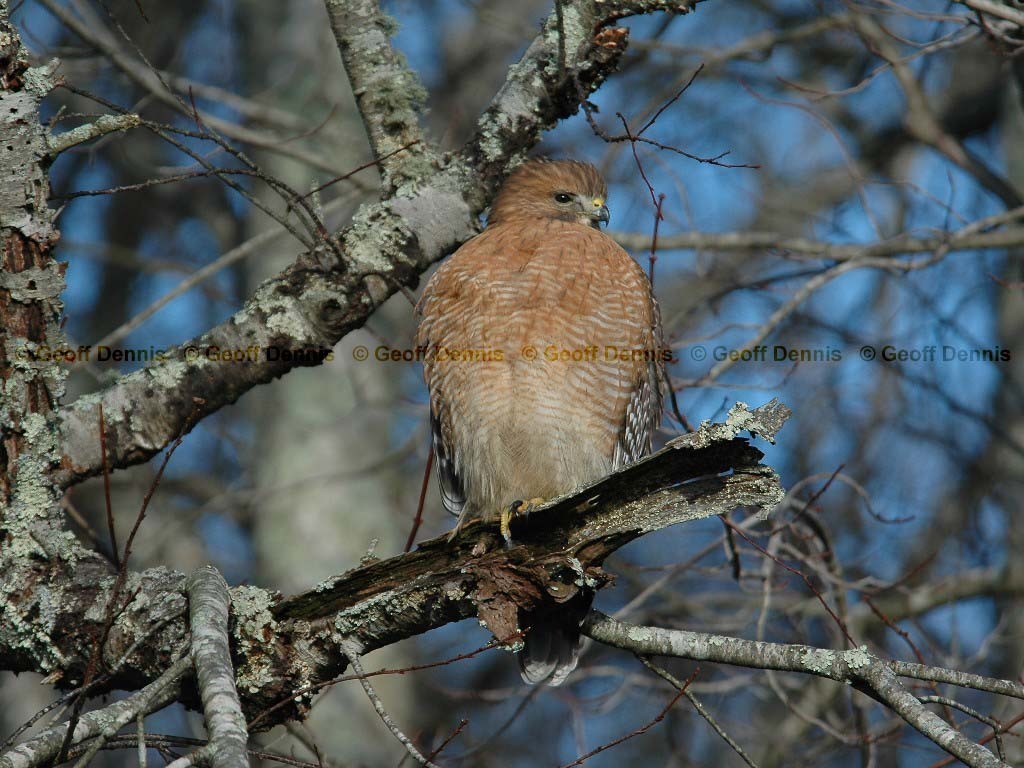 RSHA-AC_Red-shouldered-Hawk