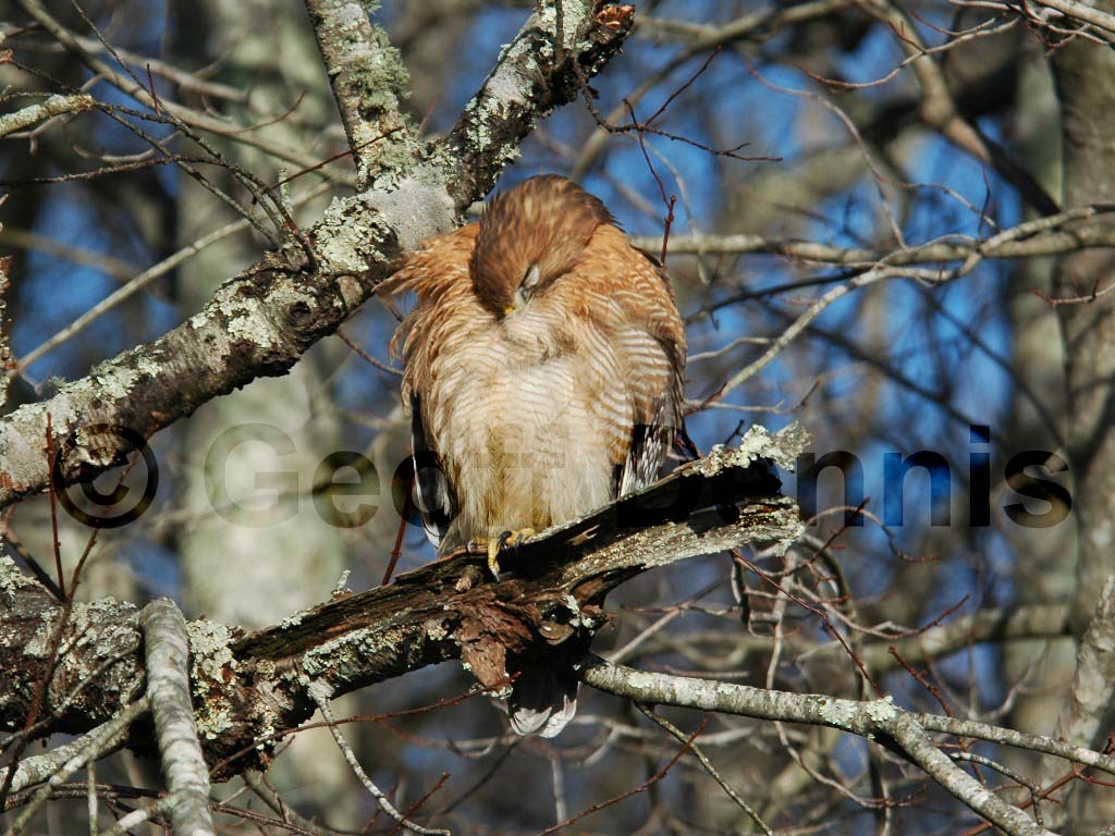 RSHA-AD_Red-shouldered-Hawk