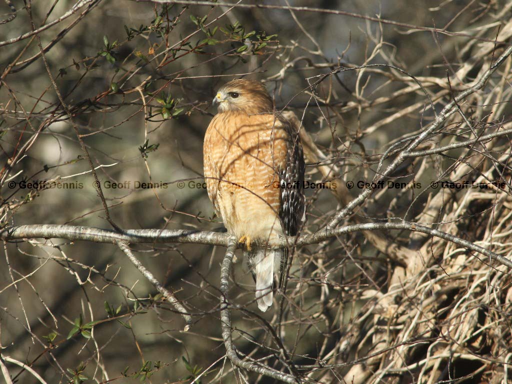 RSHA-AE_Red-shouldered-Hawk