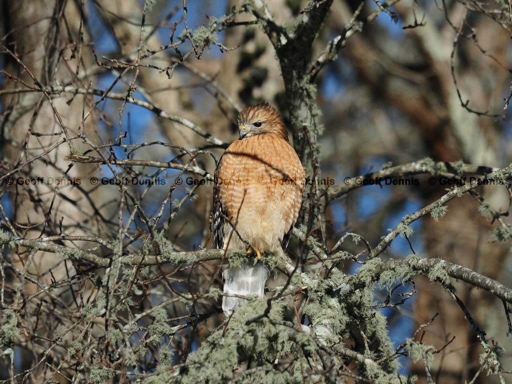 RSHA-AF_Red-shouldered-Hawk