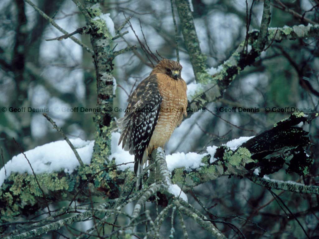 RSHA-AG_Red-shouldered-Hawk