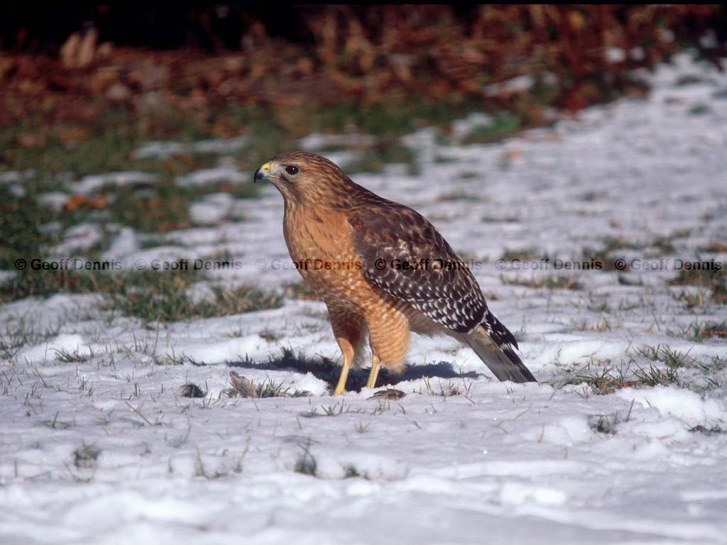 RSHA-AH_Red-shouldered-Hawk