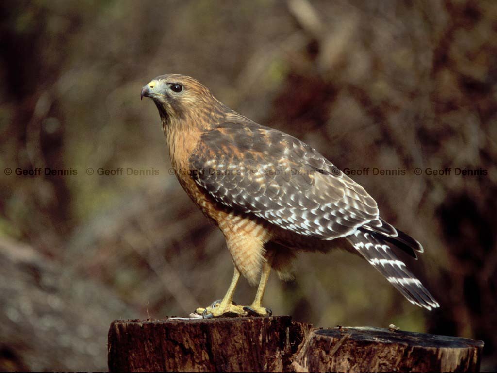 RSHA-AI_Red-shouldered-Hawk