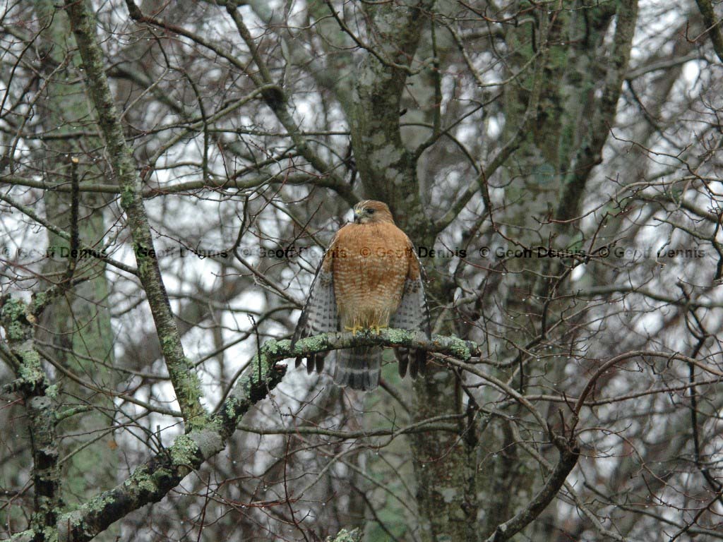 RSHA-AJ_Red-shouldered-Hawk