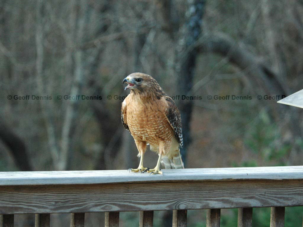 RSHA-AK_Red-shouldered-Hawk
