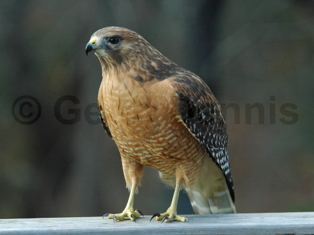 RSHA-AL_Red-shouldered-Hawk