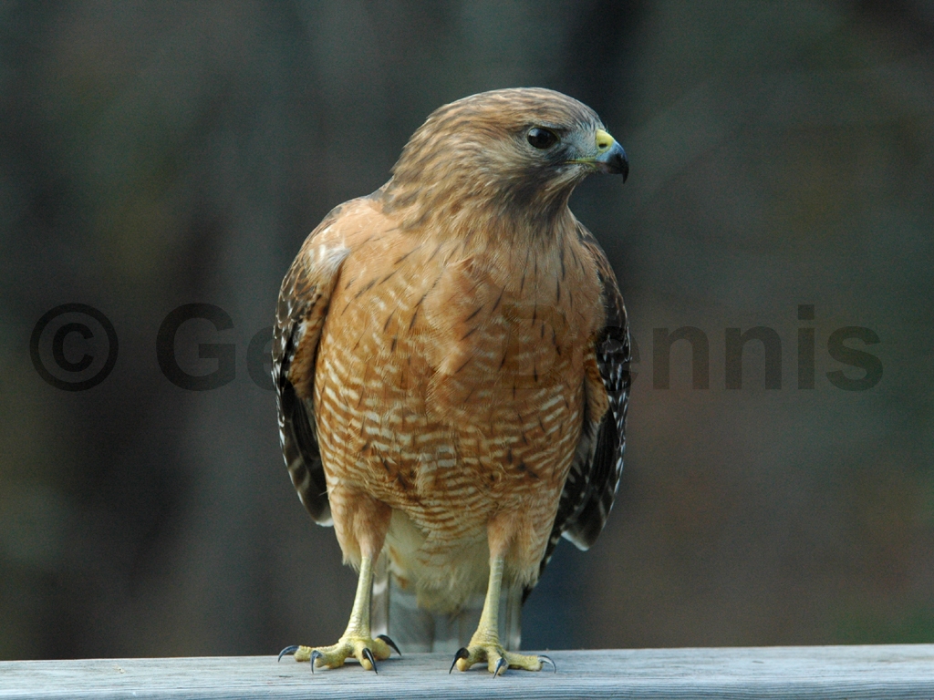 RSHA-AM_Red-shouldered-Hawk