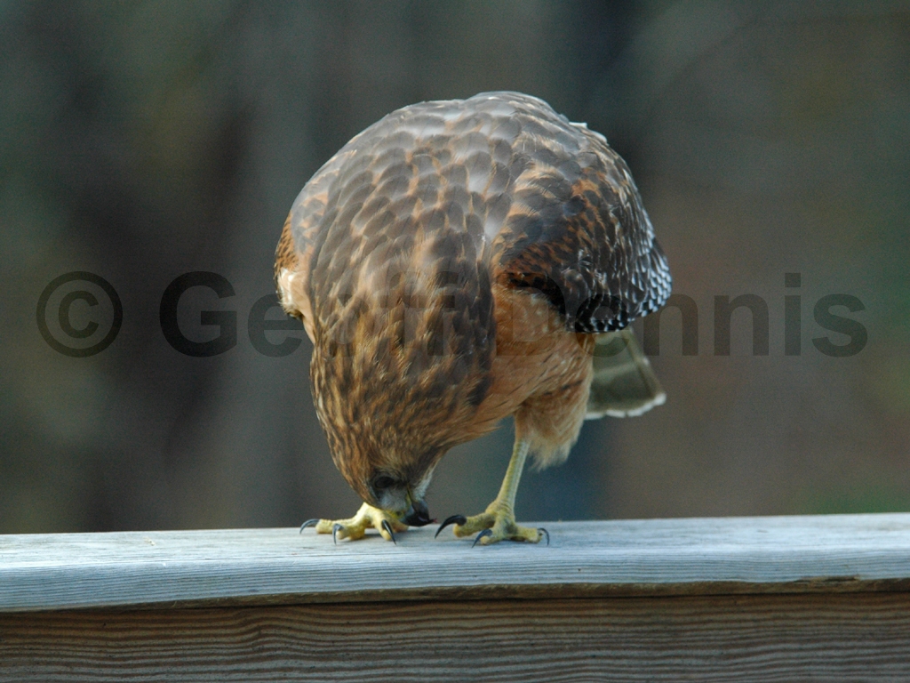 RSHA-AN_Red-shouldered-Hawk