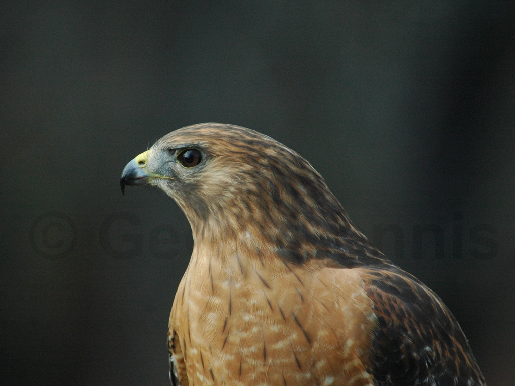 RSHA-AO_Red-shouldered-Hawk