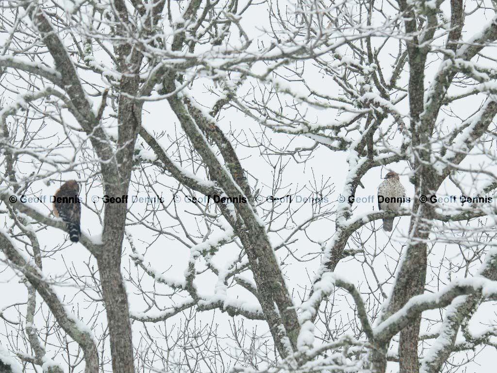 RSHA-AP_Red-shouldered-Hawk
