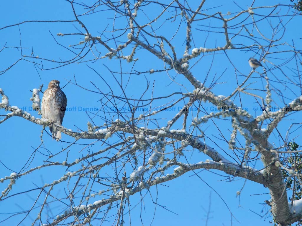 RSHA-AQ_Red-shouldered-Hawk