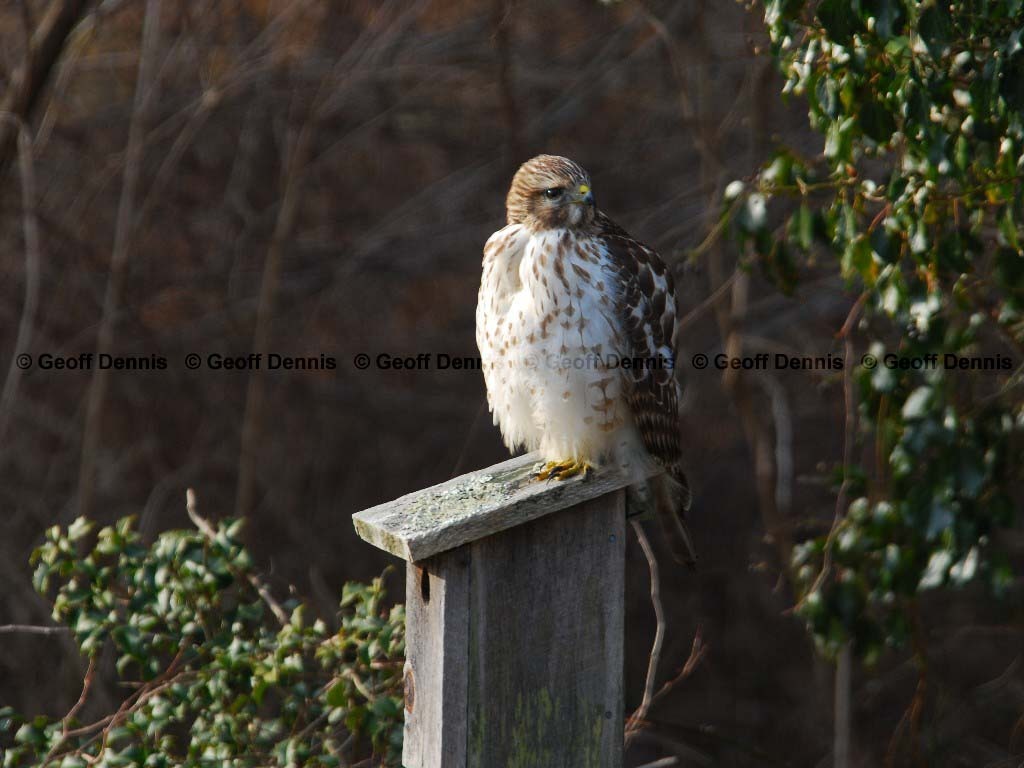 RSHA-AR_Red-shouldered-Hawk