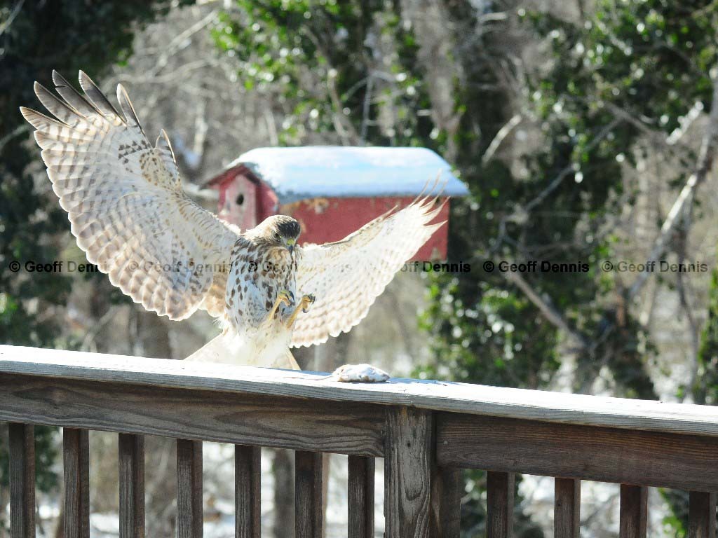 RSHA-AS_Red-shouldered-Hawk