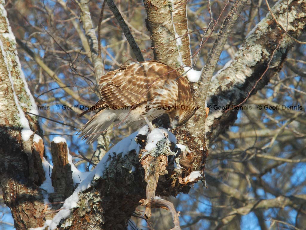 RSHA-AT_Red-shouldered-Hawk